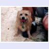 Doggy_thumb.jpg 2.8K